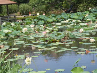 『ハスが咲いています』