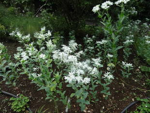 『山野草マップ』