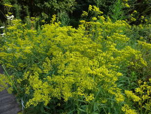 『山野草エリア』