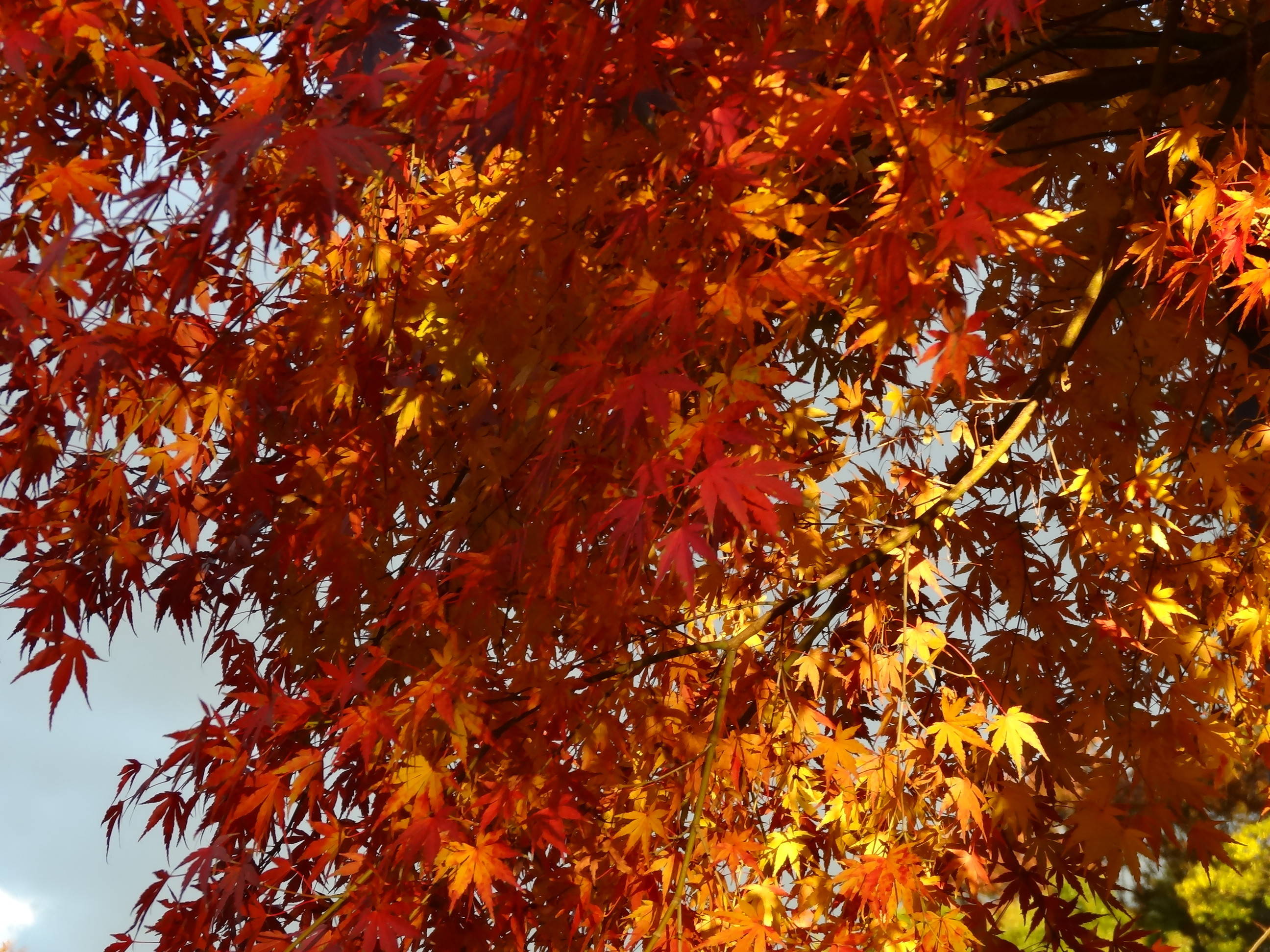 『紅葉』の写真