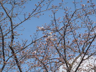 『ソメイヨシノ開花』