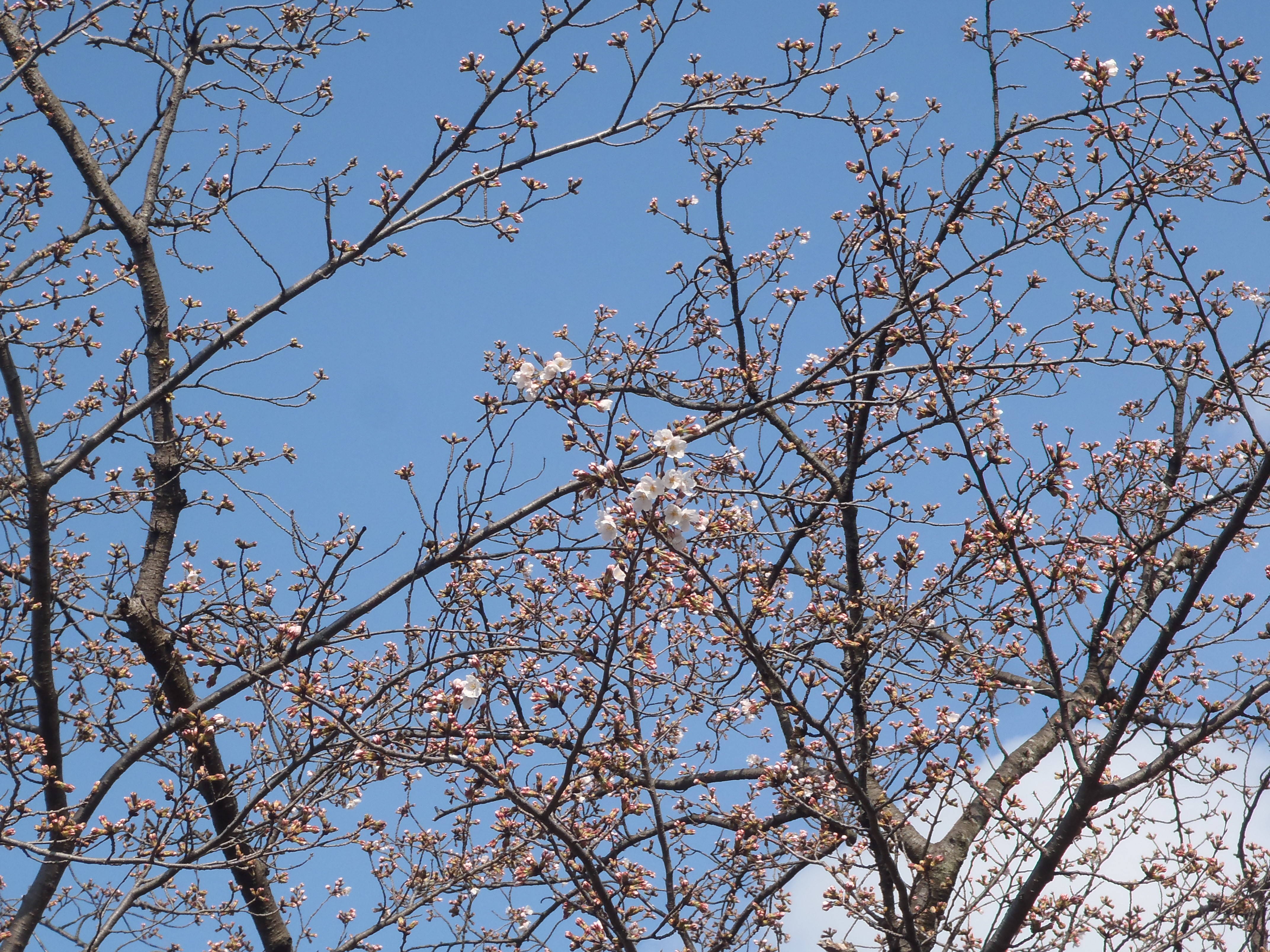 『ソメイヨシノ開花』の写真