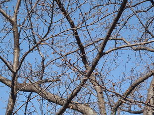 桜前線（№２）