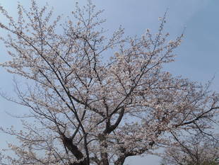 『ソメイヨシノ』