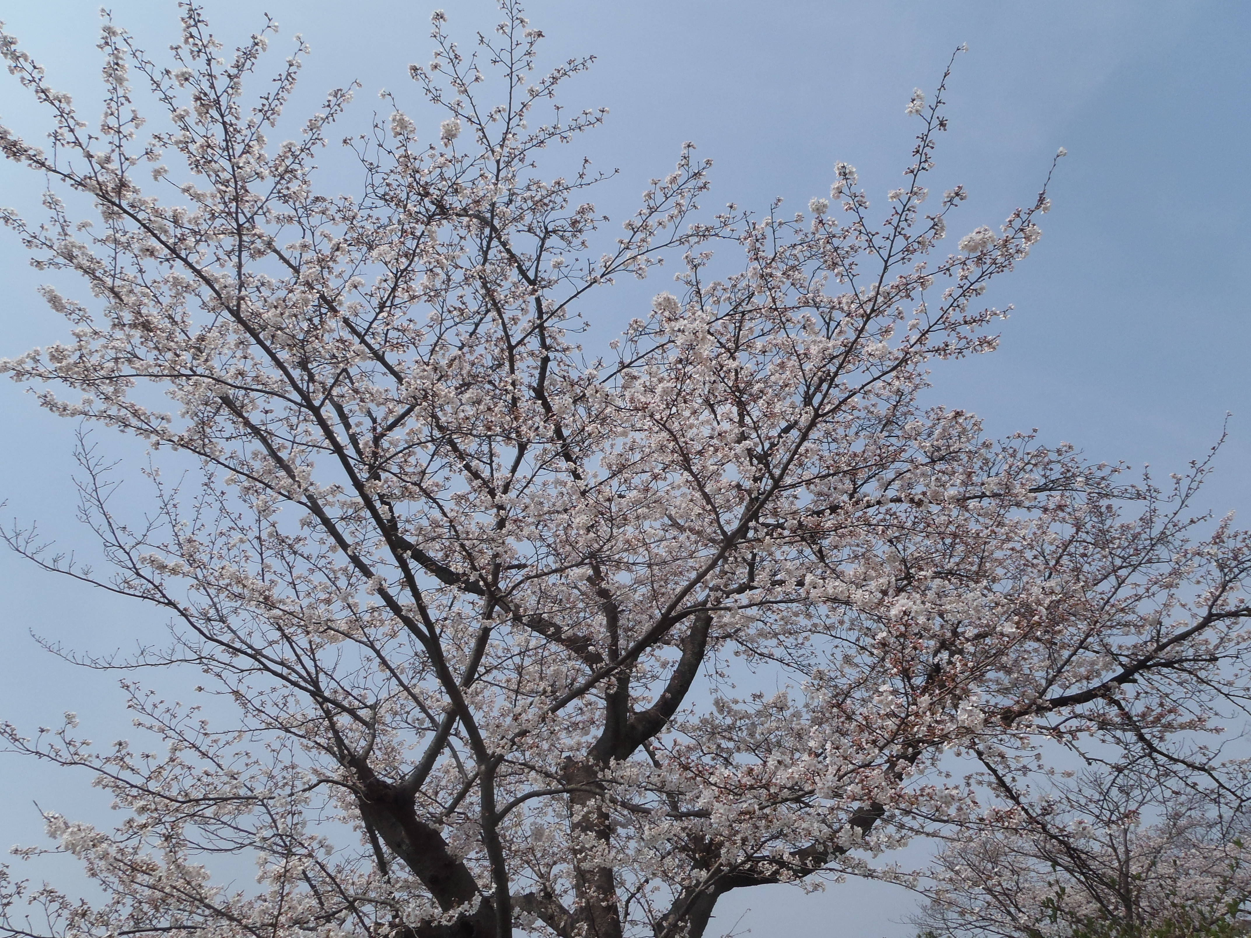 『ソメイヨシノ』の写真