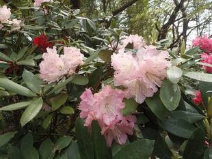 シャクナゲ・ボタンが咲きました