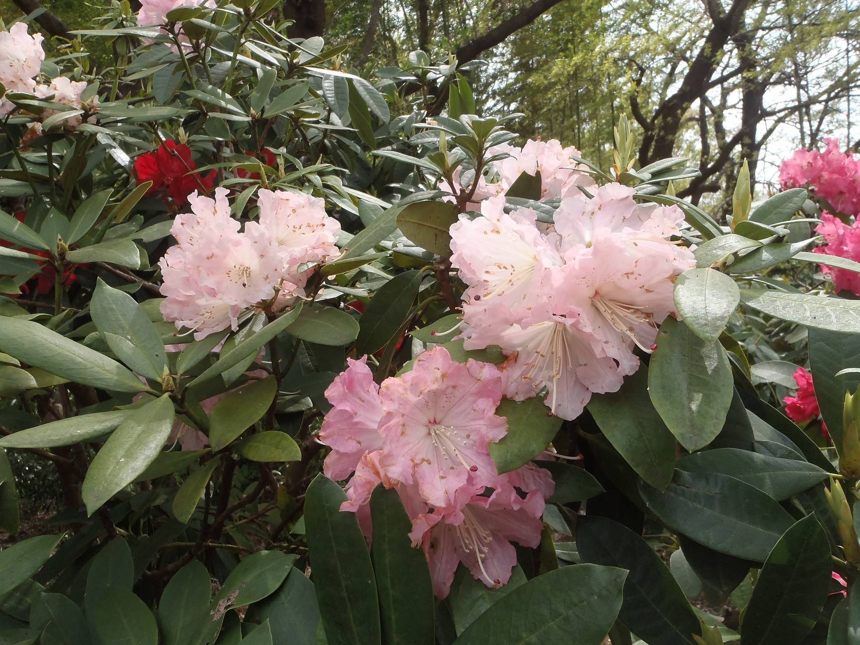 シャクナゲ・ボタンが咲きましたの写真
