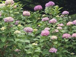 【馬場花木園】あじさい