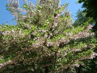【馬場花木園】山野草
