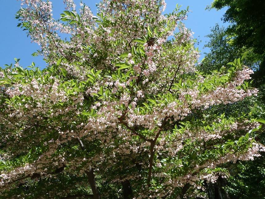 【馬場花木園】山野草の写真