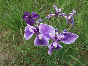 【馬場花木園】ハナショウブ
