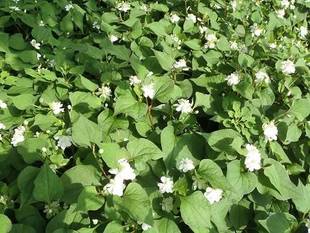 【馬場花木園】山野草エリア