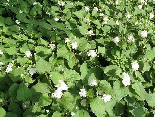 【馬場花木園】山野草エリアの写真