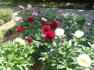 【馬場花木園】見頃です