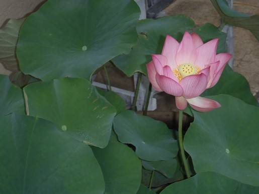 【馬場花木園】ハスが咲きました♪の写真
