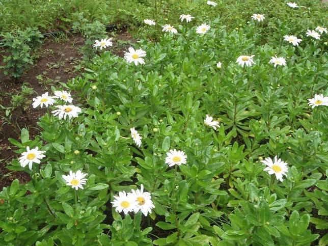 【馬場花木園】山野草区の花たちの写真