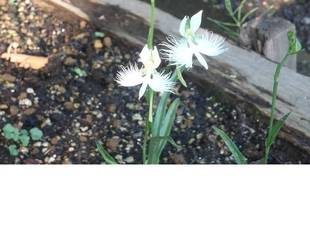 【馬場花木園】サギ草