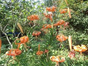 【馬場花木園】ハス・カノコユリ