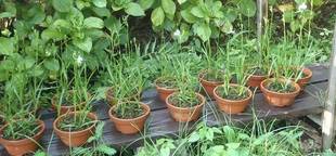 【馬場花木園】サギ草