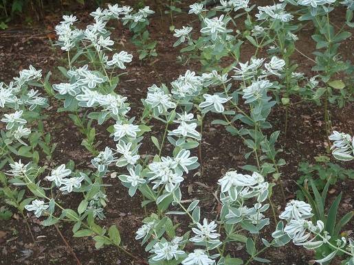 【馬場花木園】山野草エリアの晩夏の写真