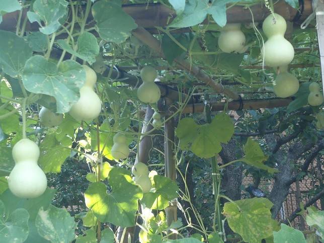 【馬場花木園】ヒョウタンとヘチマの写真