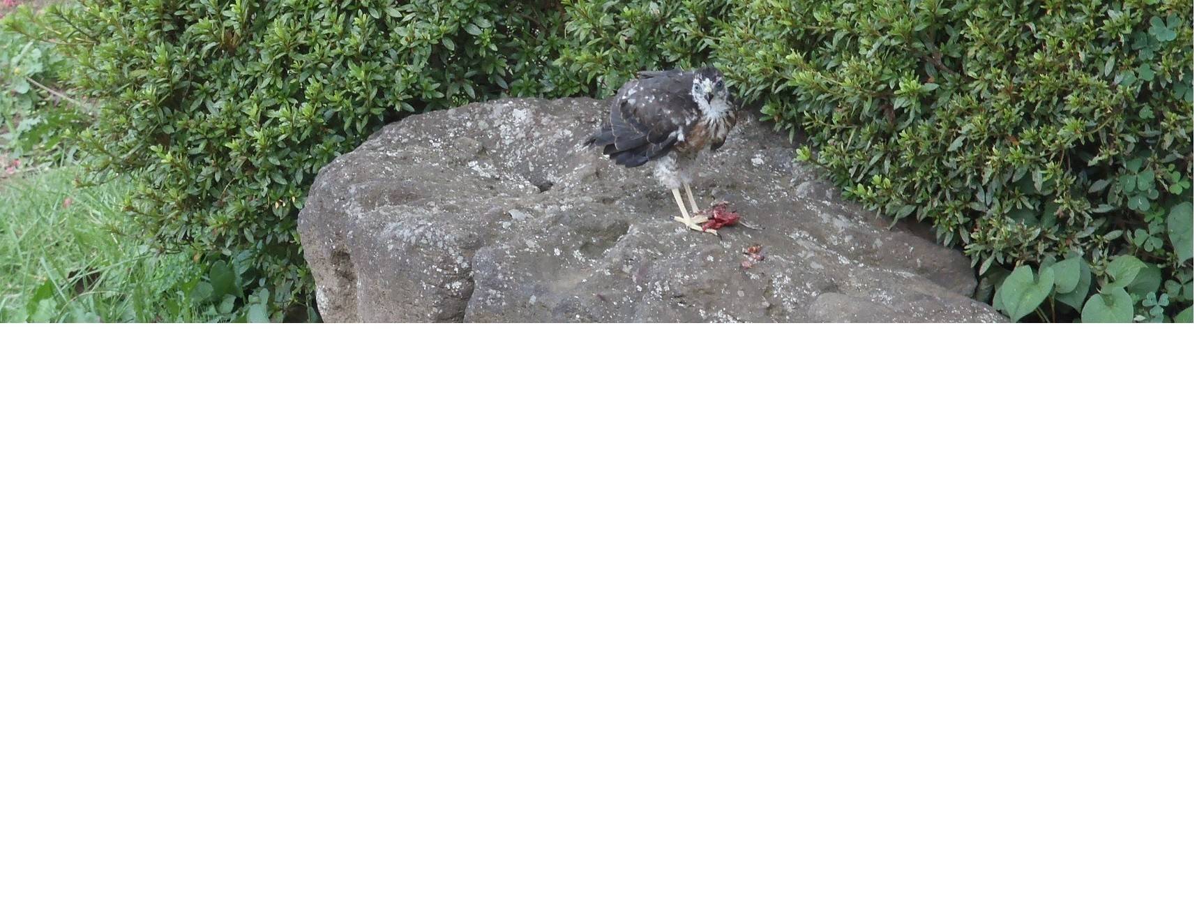 【馬場花木園】ツミの写真