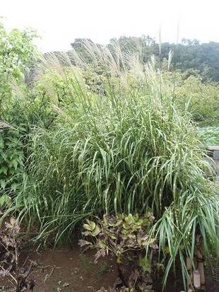 【馬場花木園】秋めいてきました