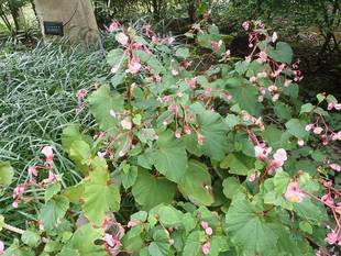 【馬場花木園】山野草エリアの秋
