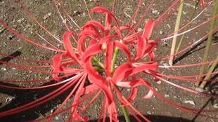 【馬場花木園】彼岸花