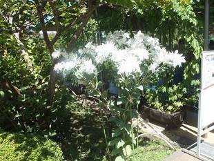 【馬場花木園】初雪草