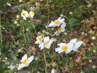 【馬場花木園】山野草エリア~１０月~