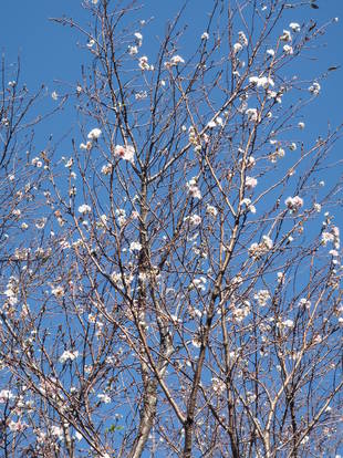 【馬場花木園】十月桜と寒牡丹