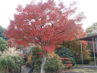 【馬場花木園】色づいてきました