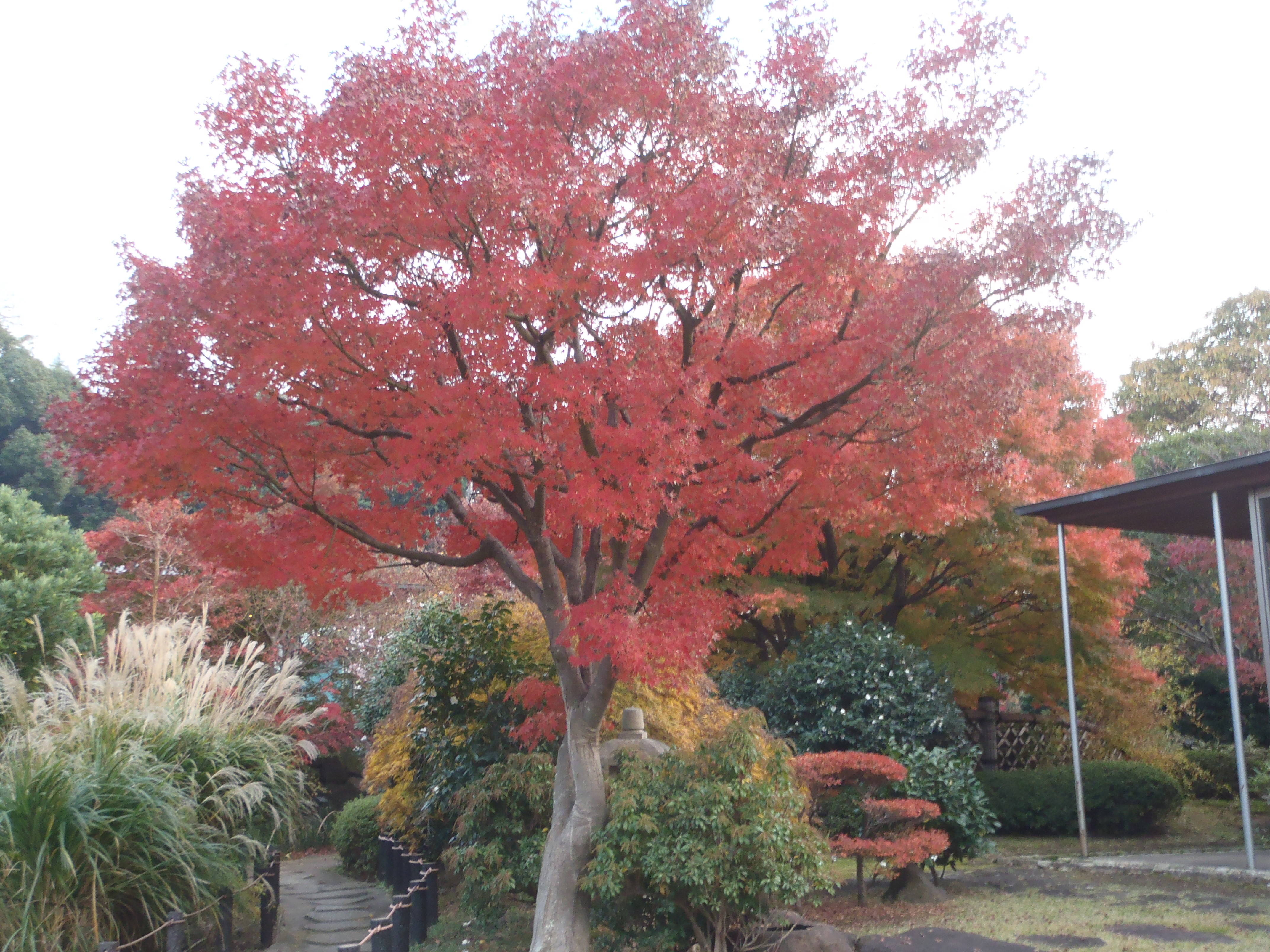 【馬場花木園】色づいてきましたの写真