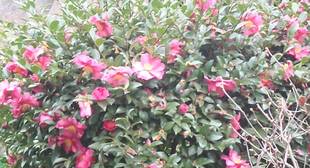 【馬場花木園】冬景色