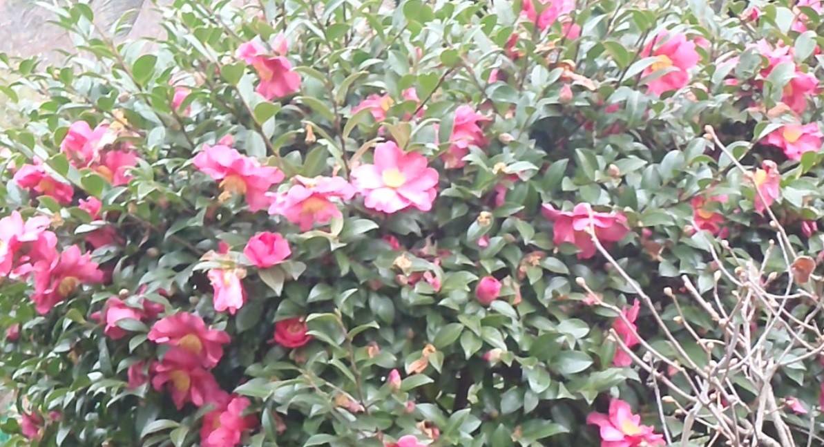 【馬場花木園】冬景色の写真
