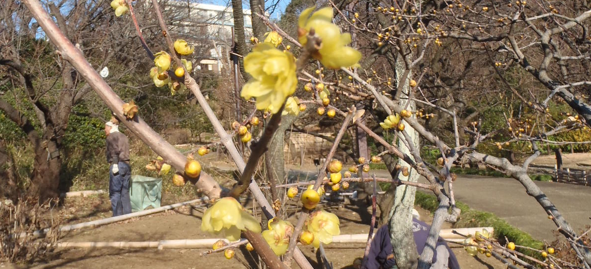 【馬場花木園】新年のご挨拶の写真