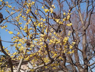 【馬場花木園】ロウバイ