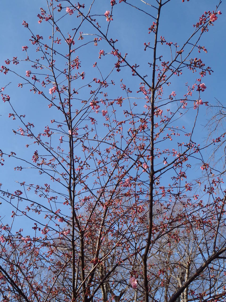 【馬場花木園】桜便り #１の写真