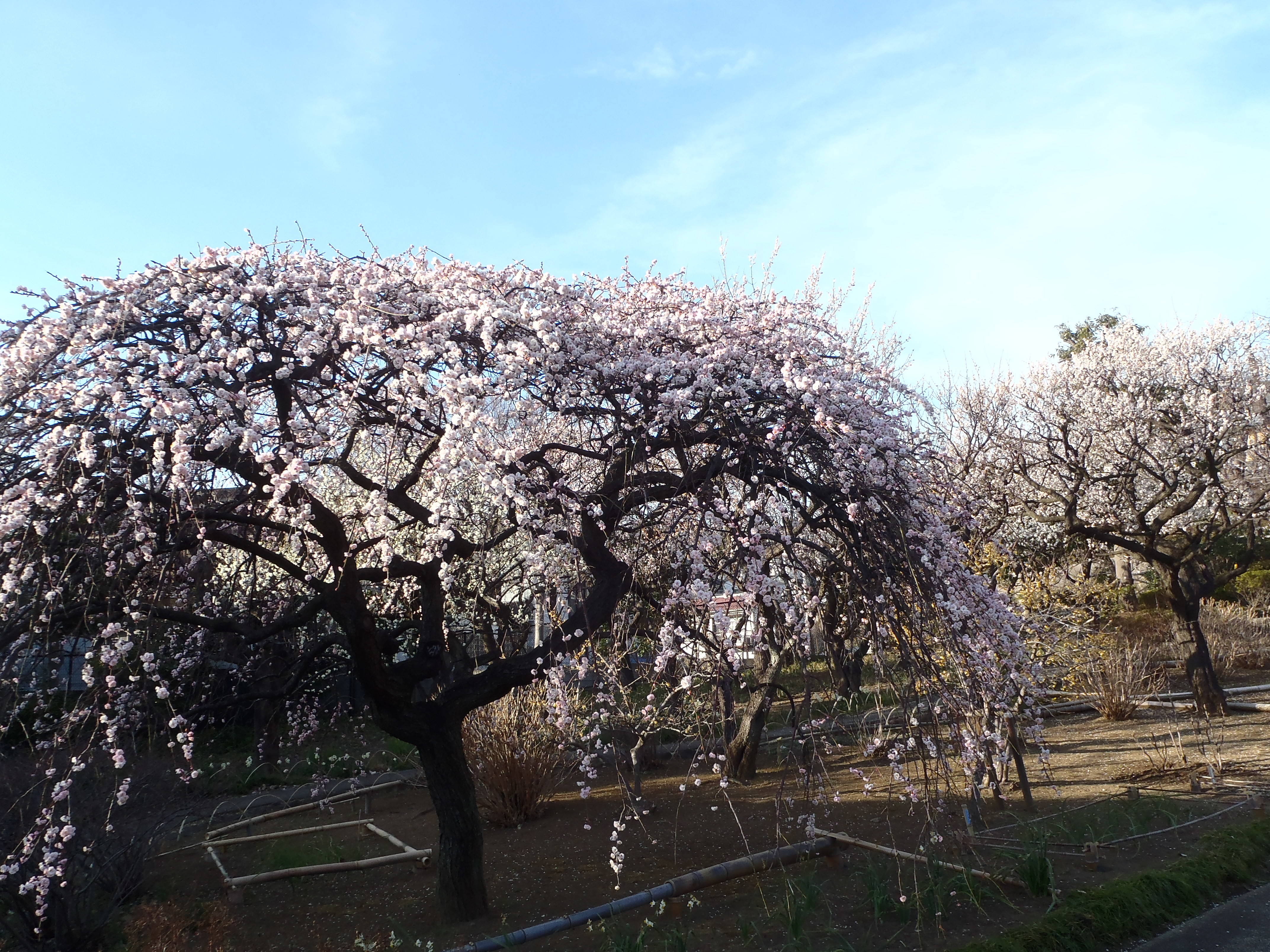 馬場花木園 アンズの開花宣言 ブログ 馬場花木園公式サイト 公益財団法人 横浜市緑の協会