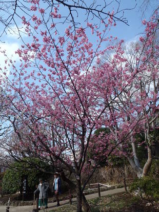 【馬場花木園】もうすぐ...春！