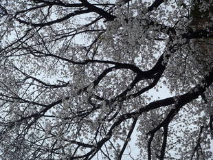 【馬場花木園】桜便り #2