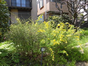 ヤマブキの花が咲いてます。