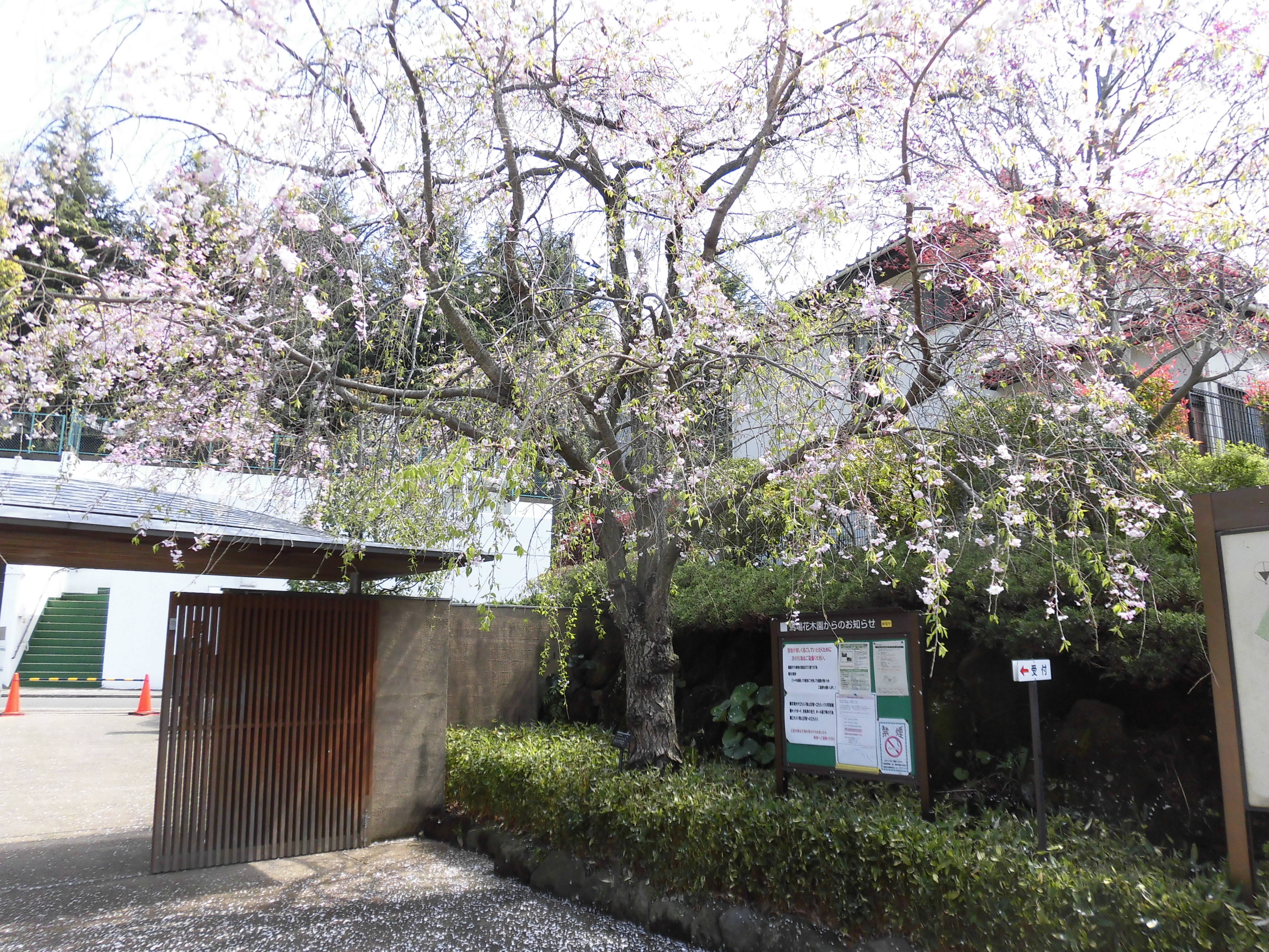 桜も散り始めました。の写真