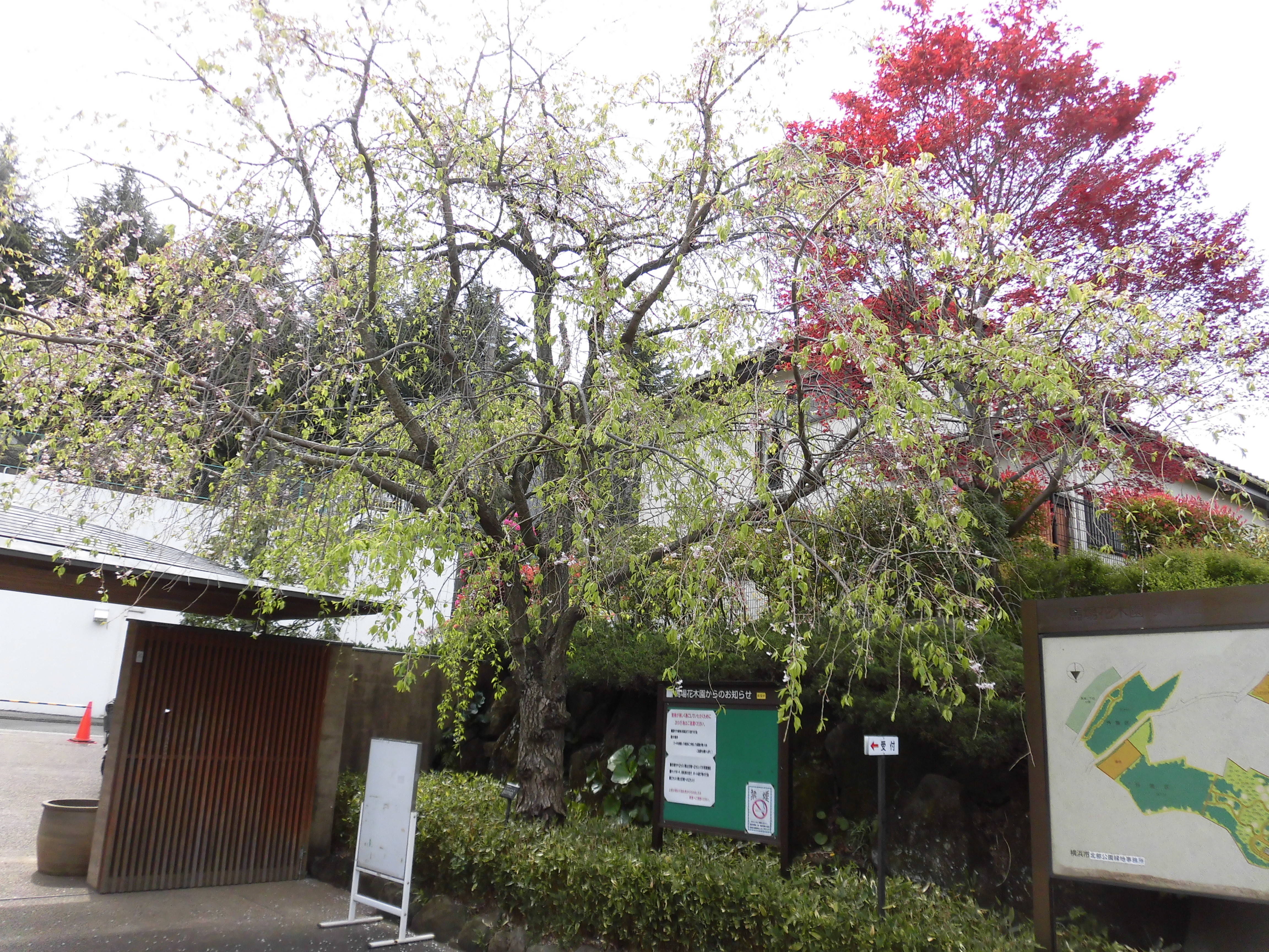 【馬場花木園】葉桜になりました。の写真