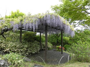 【馬場花木園】平成最後の日、フジの花が満開です。