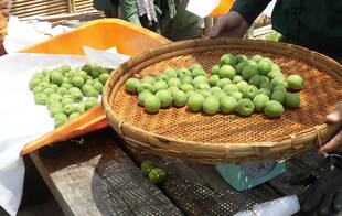 梅の販売を始めました。