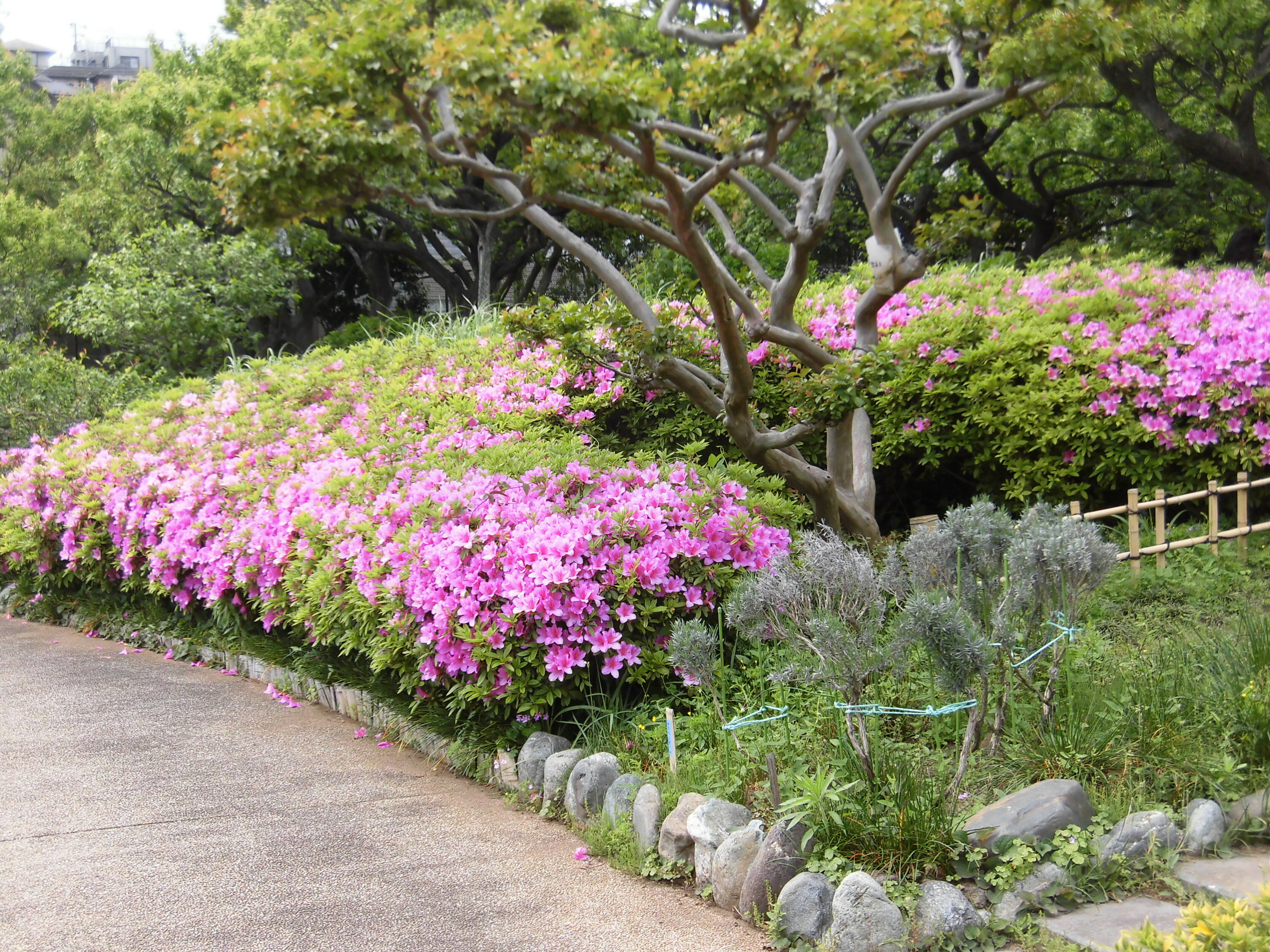 【馬場花木園】10連休最後の日、アヤメとツツジが満開です。の写真