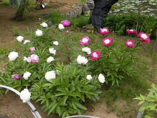 【馬場花木園】シャクヤクが見ごろです。