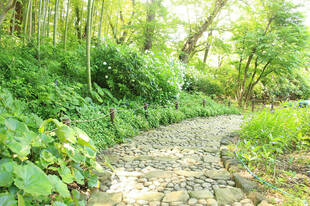 ウグイスの幼鳥